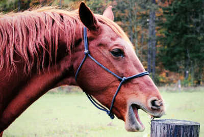 Horse cribbing